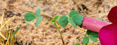 Дяволски нокът (Harpagophytum procumbens)